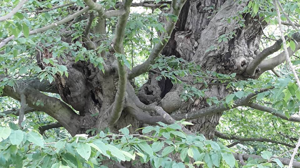 2015.06.07. Schloß und Park Ettersburg 7