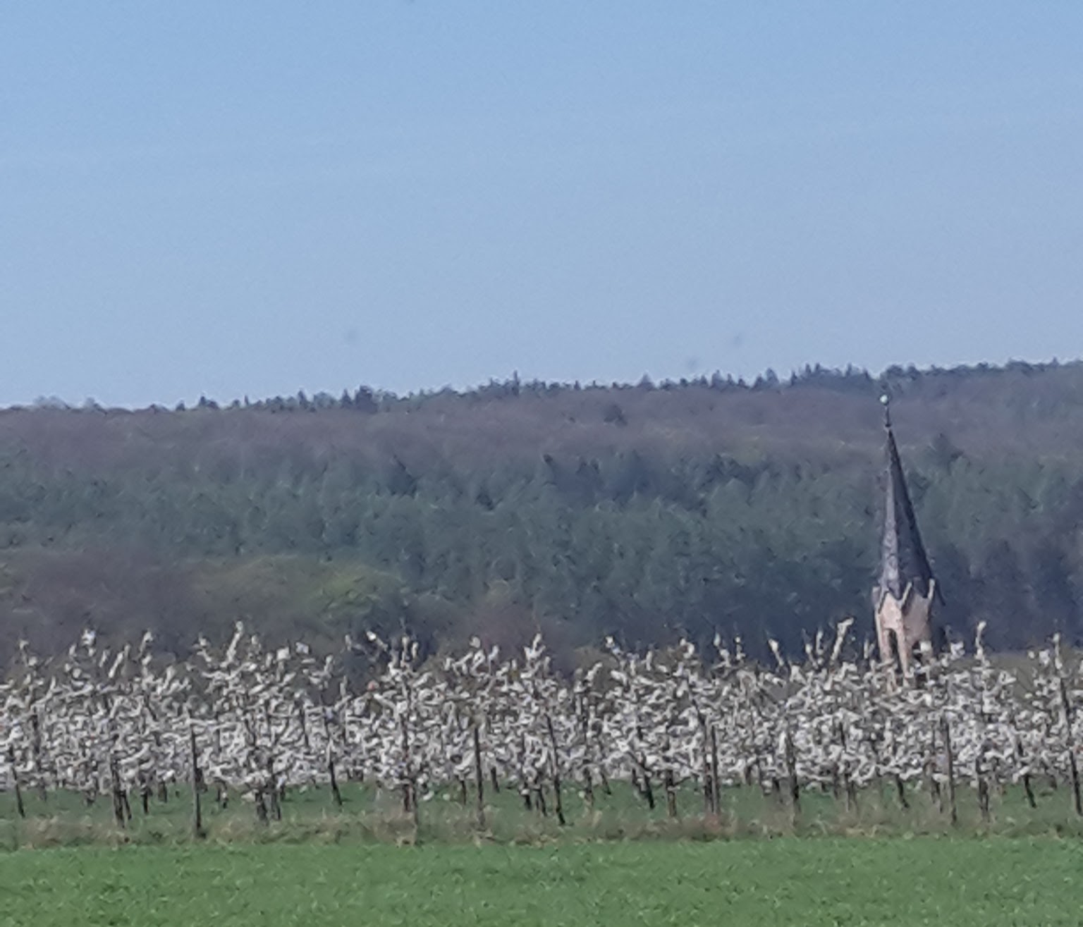 2018.04.19 Gierstädt 1 Kirschblüte