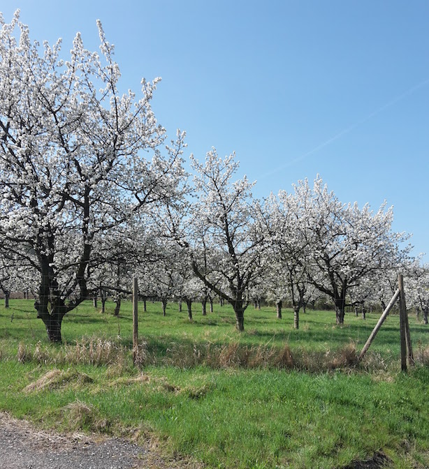 2018.04.19 Gierstädt 3 Kirschblüte