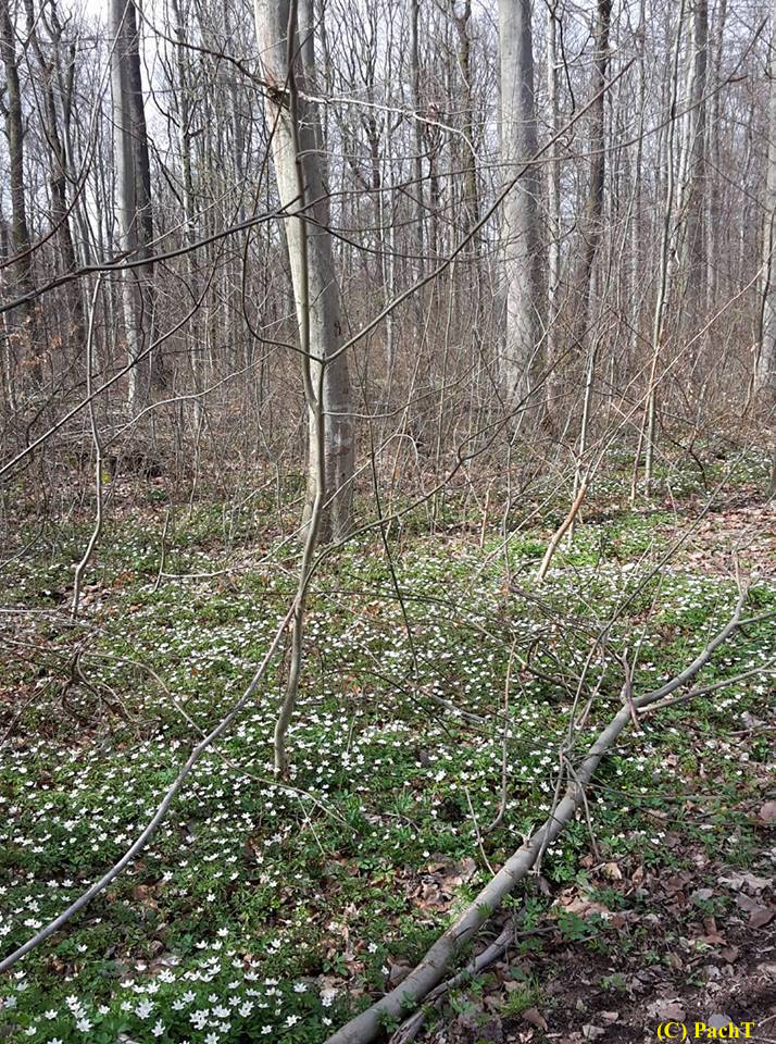 FRÜHLING bei mir vor der Tür