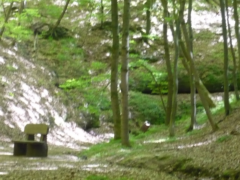 2018.05.05_ Eisenach LANDGRAFENSCHLUCHT 12 WaldBank