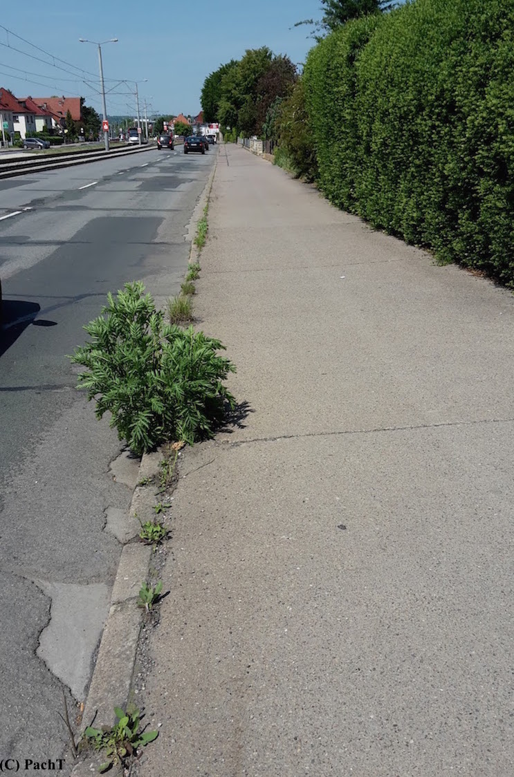 2018.05.22_BUGA-Vorbote 1Erfurt Kranichfelder Str.