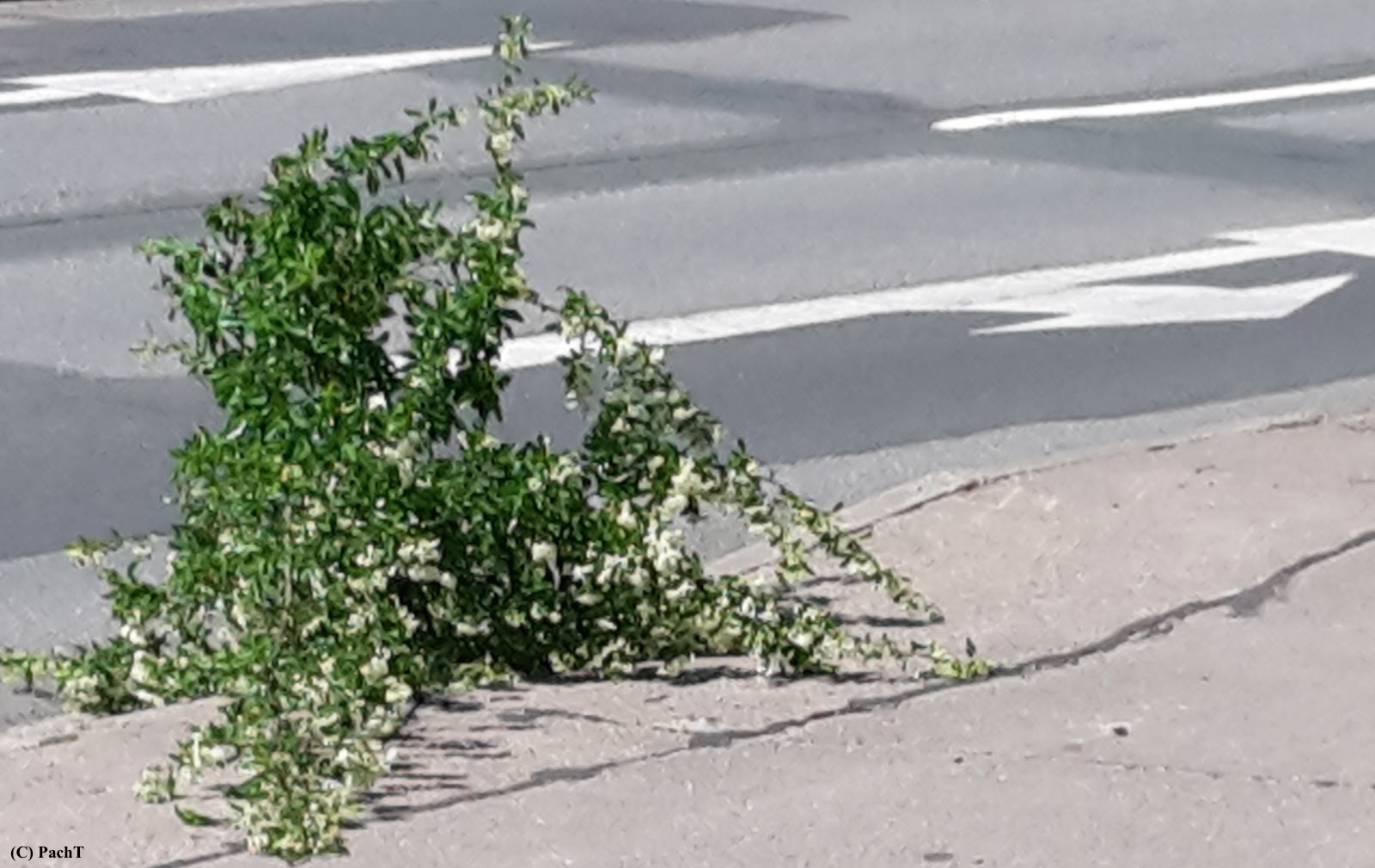 2018.05.22_BUGA-Vorbote 2Erfurt Kranichfelder Str.