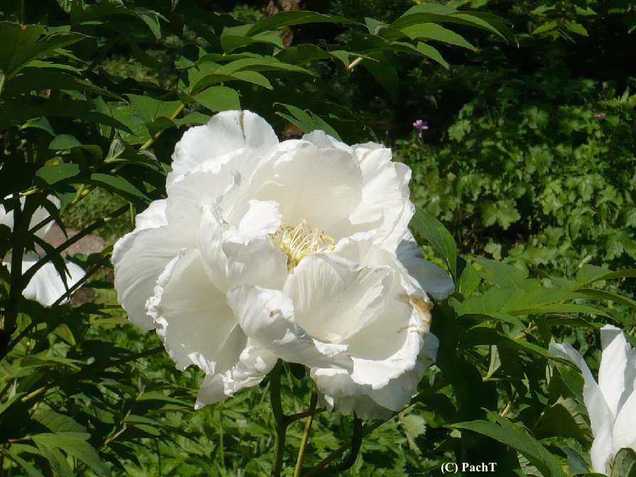 Pfingstrose Mai 2009