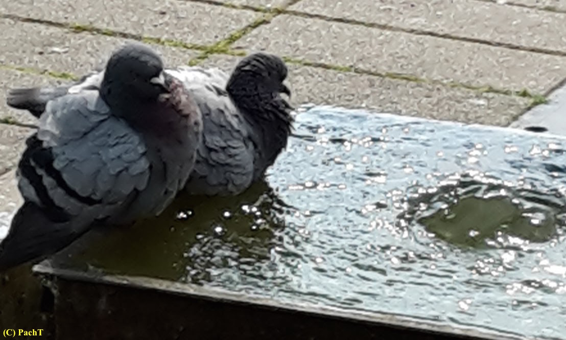 Haarbergstraße Kathol. Krankenhaus Garten 6