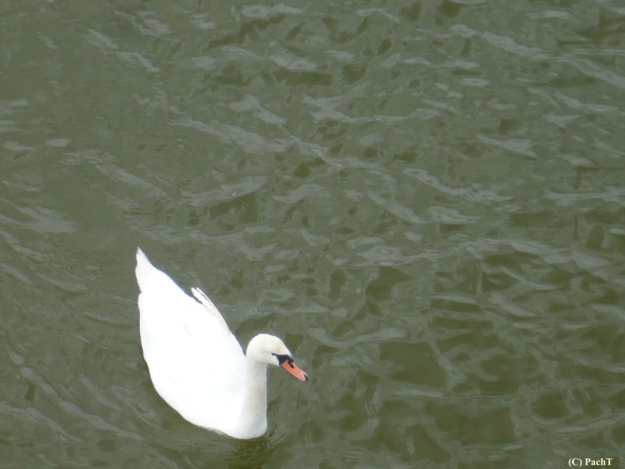 Schwan auf der Ostsee