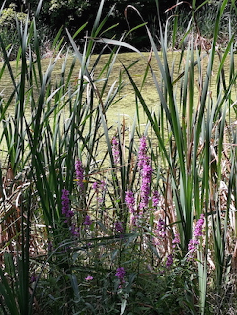 Steigerwald FroschteichImpression1