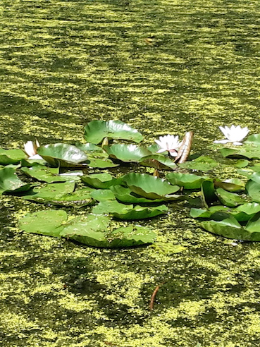 Steigerwald FroschteichImpression2