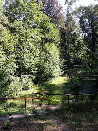 Steigerwald FroschteichImpression3