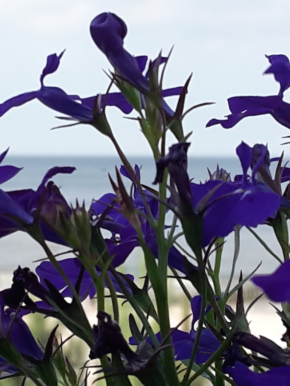 2018.06.09 - 23. URLAUB auf USEDOM 023 Ückeritz Strand 3