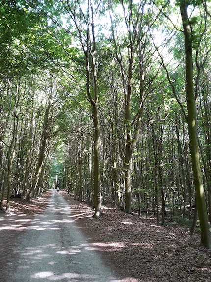 2018.06.09 - 23. URLAUB auf USEDOM 055 Koserow Waldspaziergang