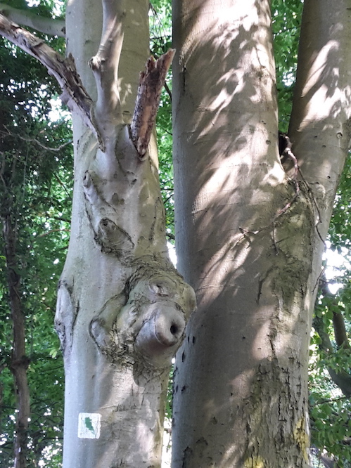 2018.06.09 - 23. URLAUB auf USEDOM 056 Koserow Waldspaziergang BAUM