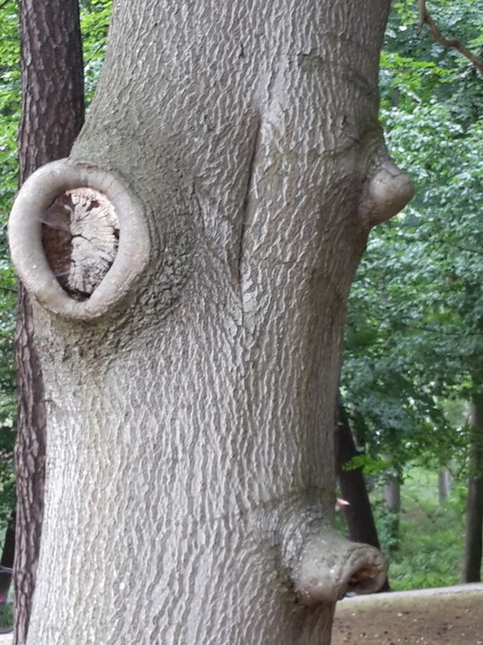 2018.06.09 - 23. URLAUB auf USEDOM 057 Koserow Waldspaziergang BAUM