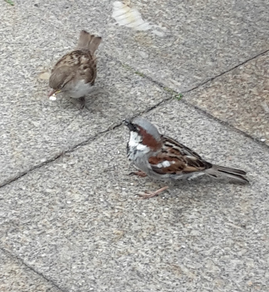 2018.06.09 - 23. URLAUB auf USEDOM 066 Zinnowitz