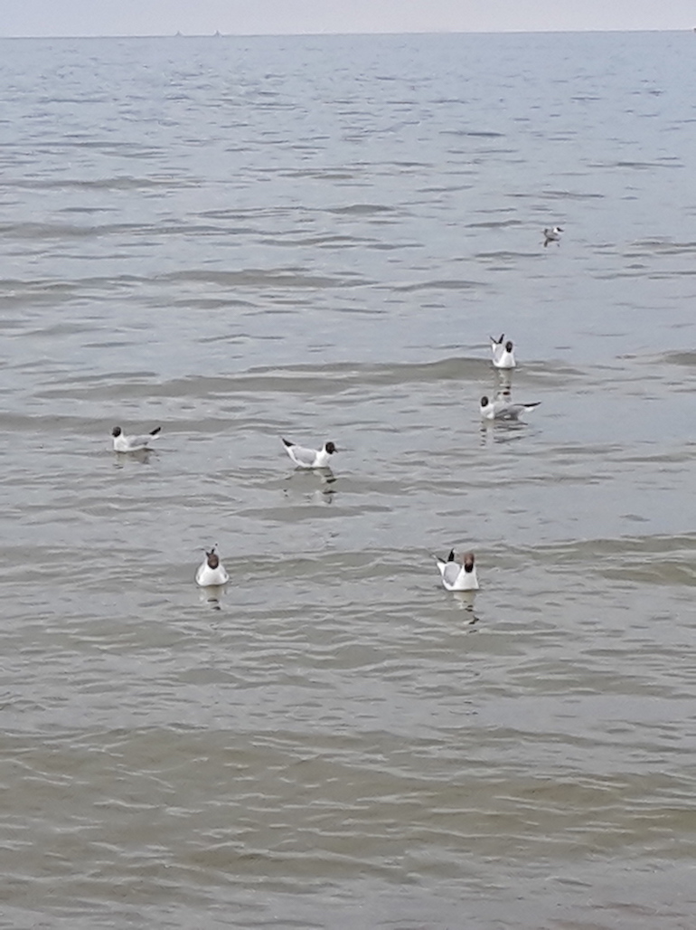 2018.06.09 - 23. URLAUB auf USEDOM 067