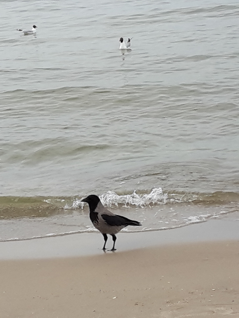 2018.06.09 - 23. URLAUB auf USEDOM 068 Beobachter