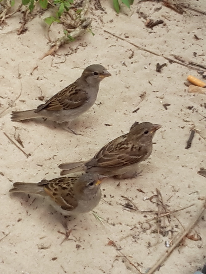 2018.06.09 - 23. URLAUB auf USEDOM 070 Wegelagerer
