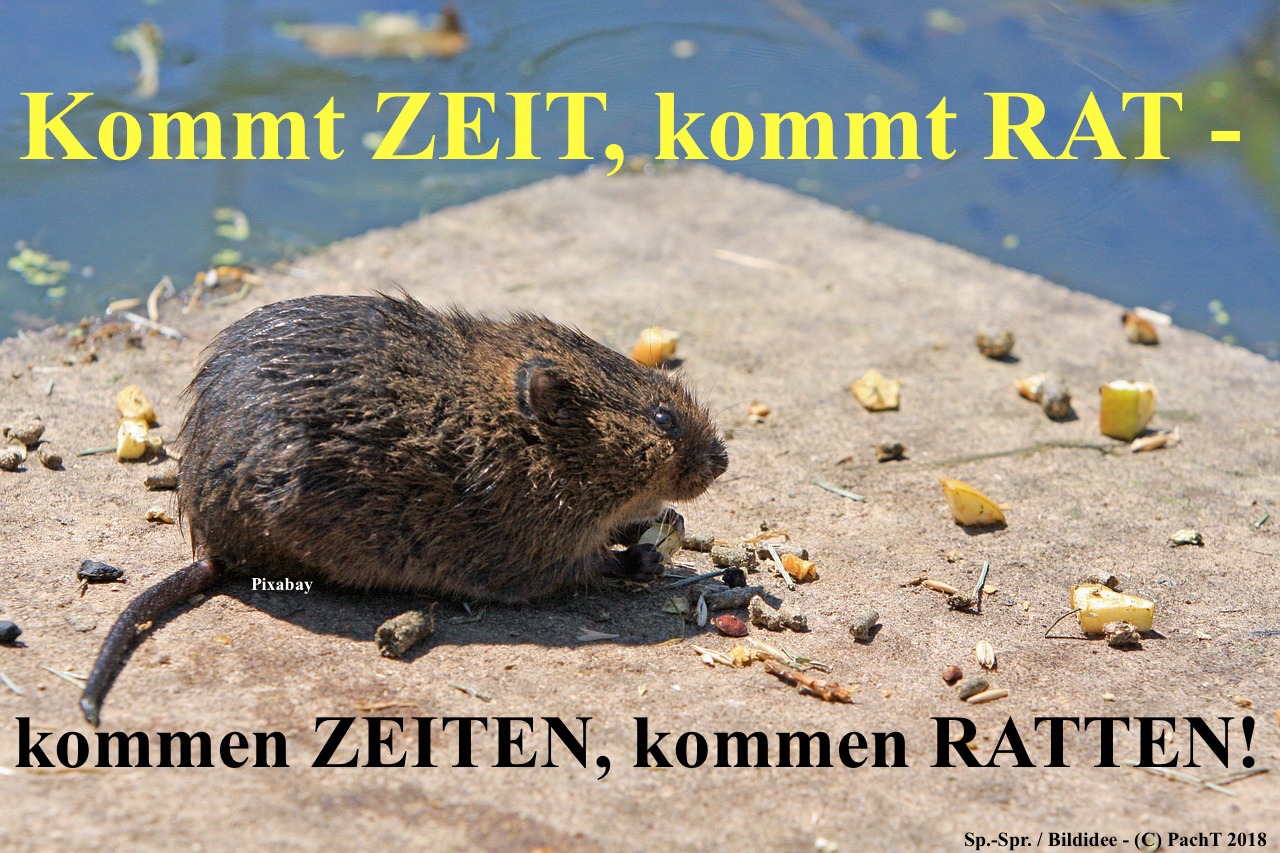 ZitatSpont Rat