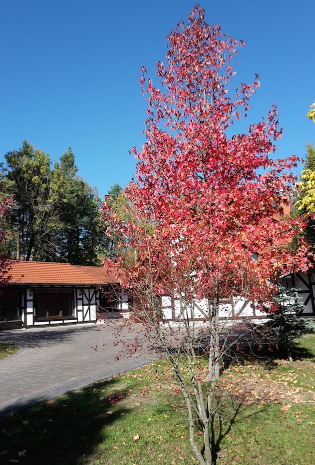 2018.10.13_06_WaldSpaziergang Mühlhausen