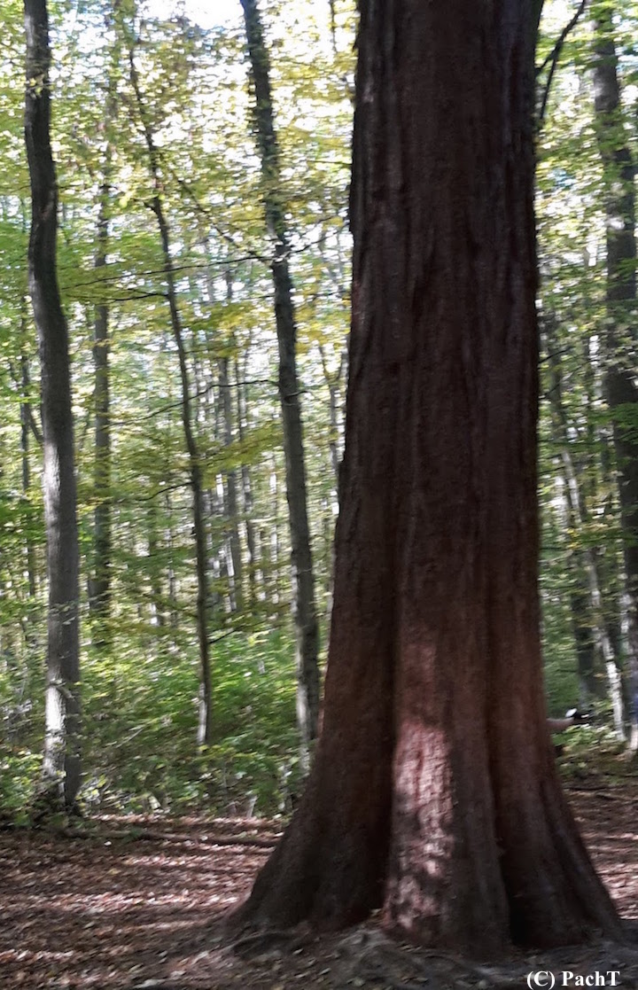 2018.10.13_08_WaldSpaziergang Mühlhausen Mammutbaum