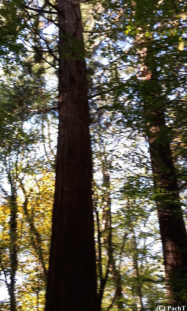 2018.10.13_09_WaldSpaziergang Mühlhausen Mammutbaum