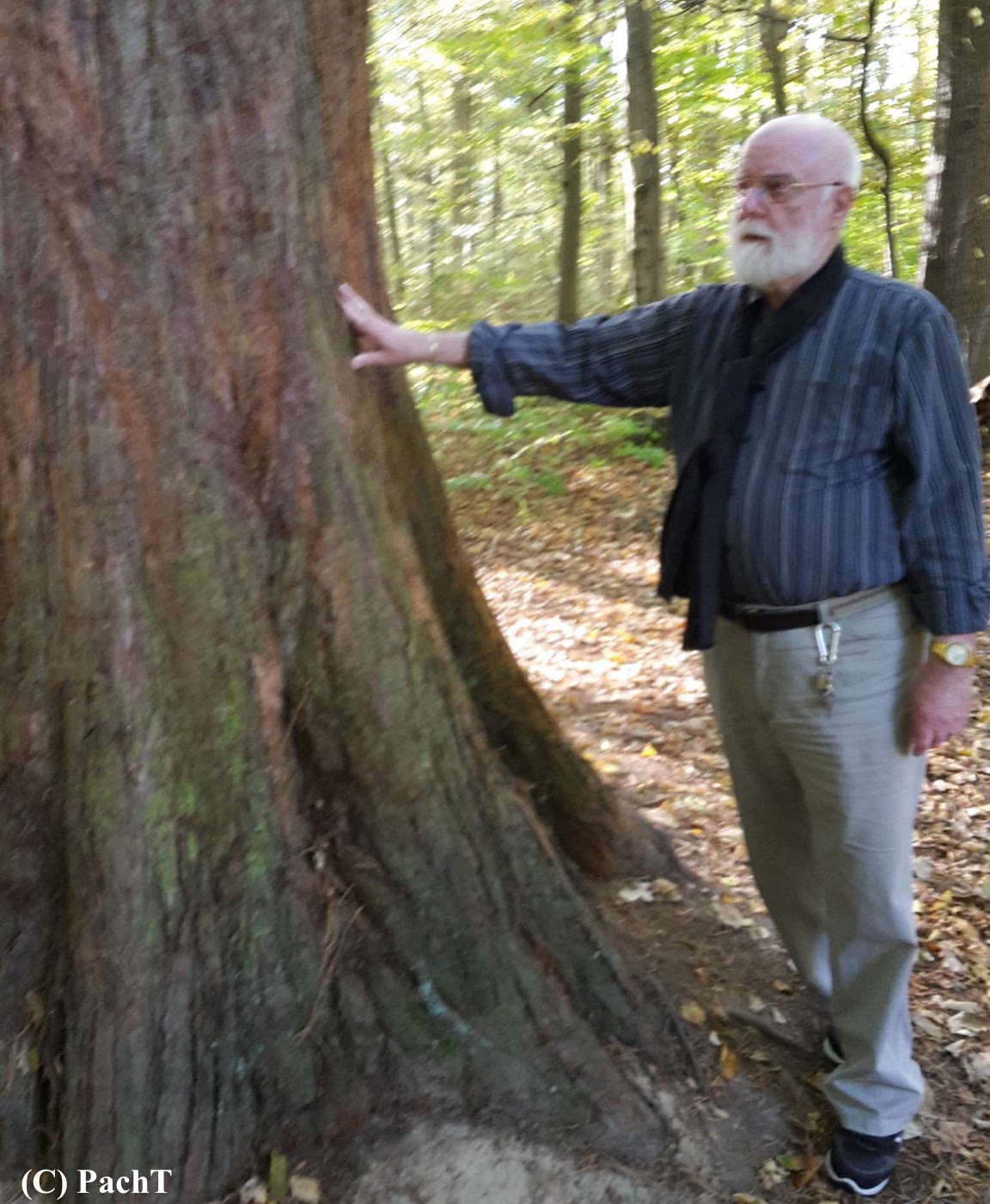 2018.10.13_11_WaldSpaziergang Mammutbaum u. PachT