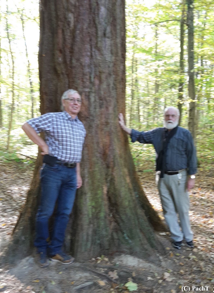 2018.10.13_12_WaldSpaziergang Mammutbaum Verschwägert