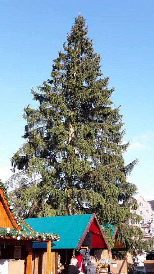 Weihnachtsbaum