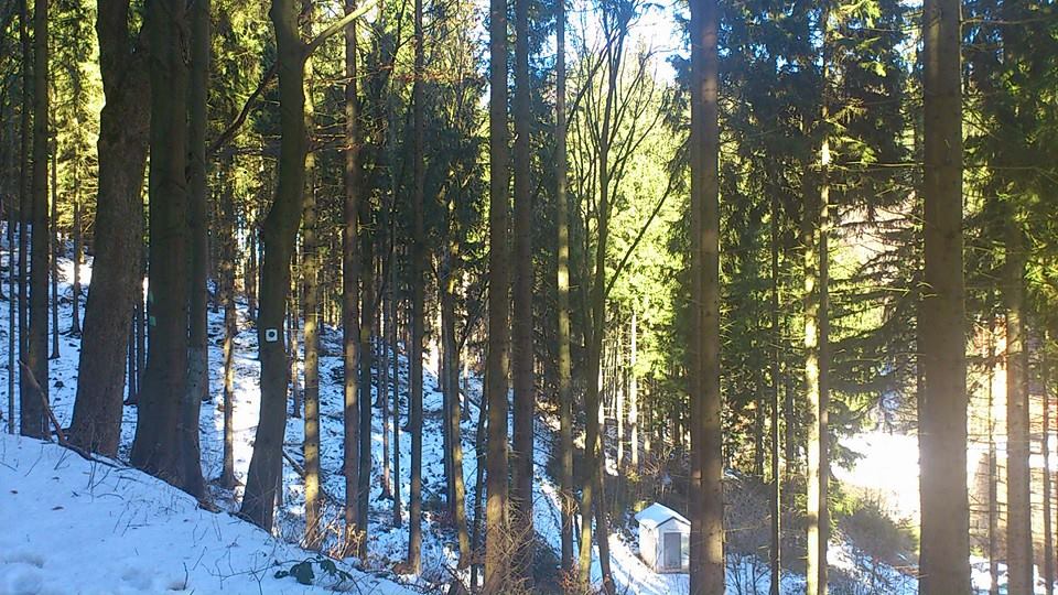 WinterWaldWanderung 1 FrdRoda
