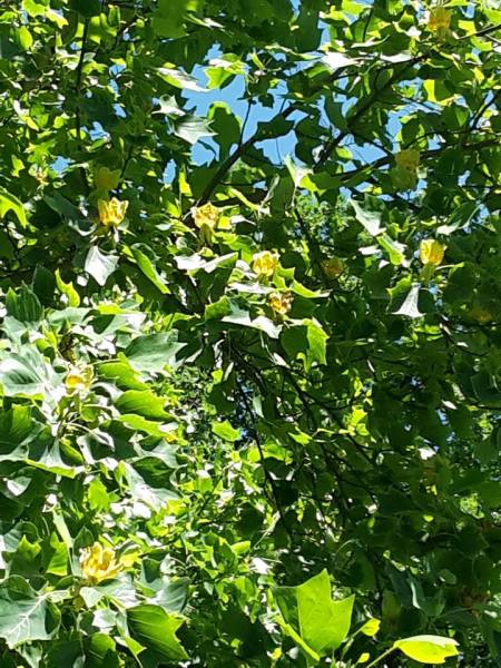 tulpenbaum 1 we-ilmpark