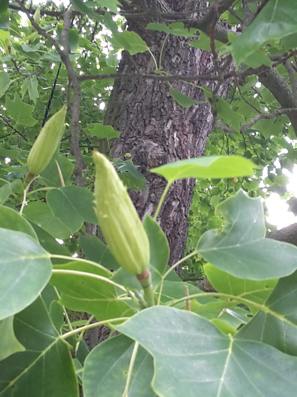 tulpenbaum 2 Frucht we-ilmpark