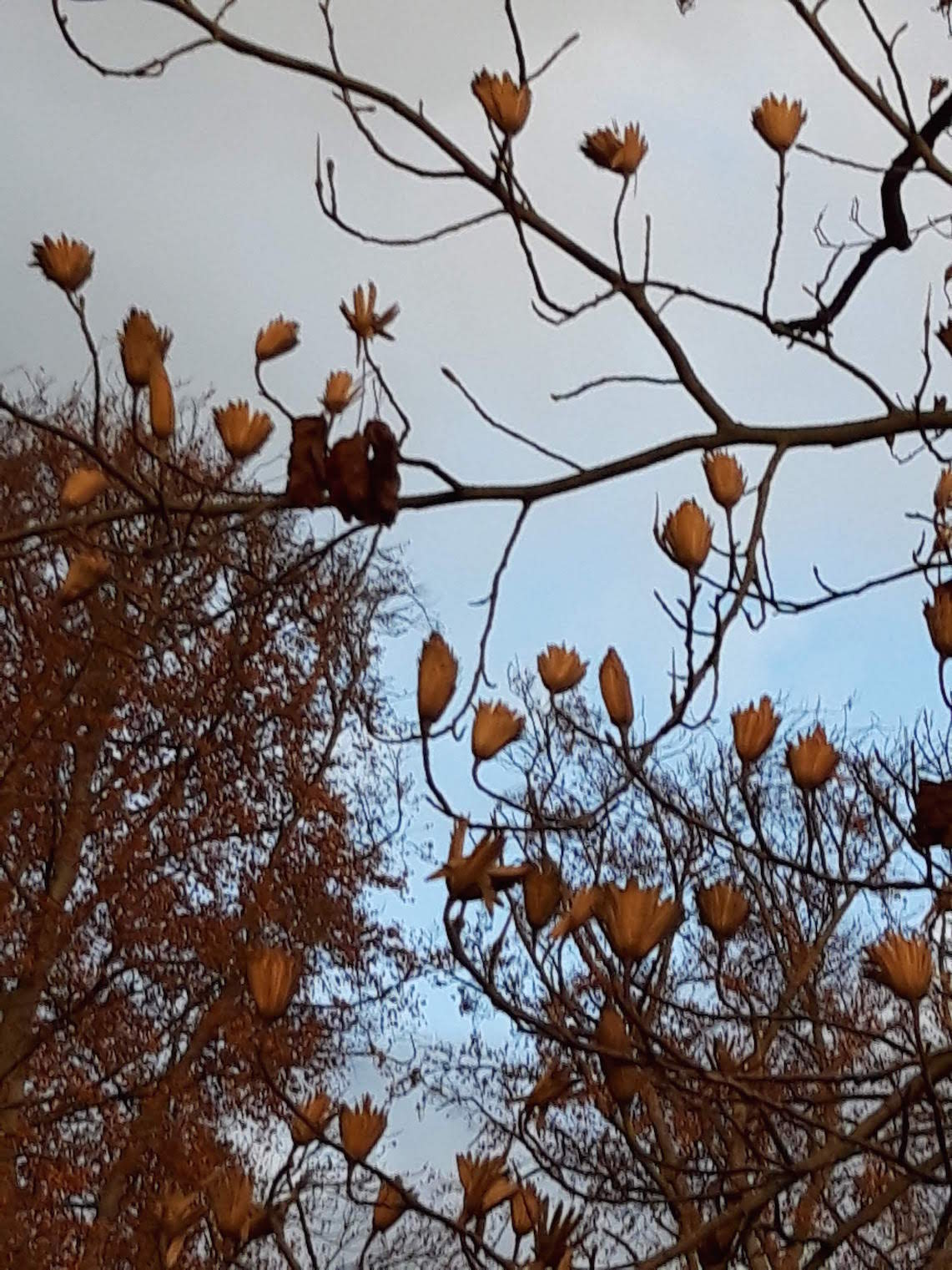 tulpenbaum 3 Spätherbst we-ilmpark