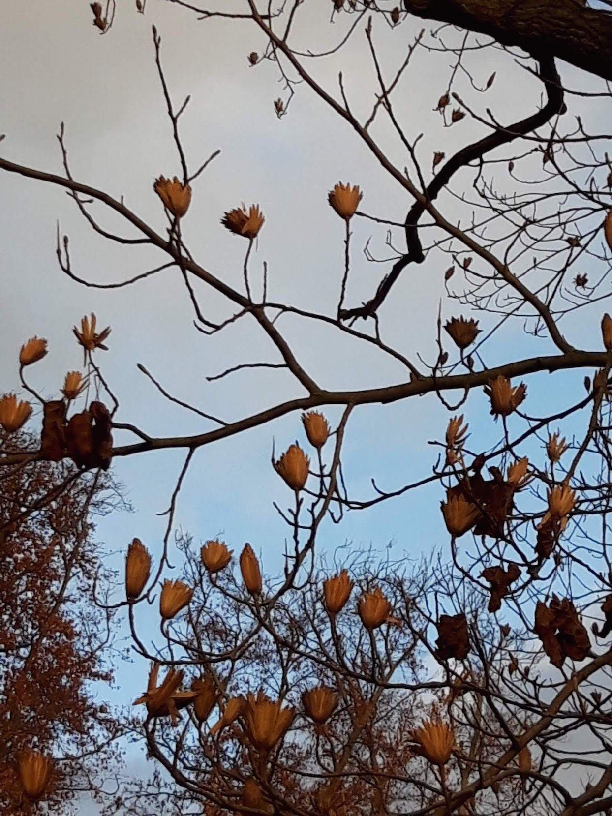 tulpenbaum 4 Samenstände we-ilmpark